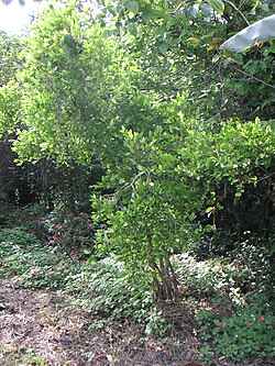Coca tree in Colombia