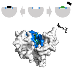 Methotrexate inhibits dihydrofolate reductase by outcompeting the substrate folic acid. Binding site in blue, inhibitor in green, and substrate in black.