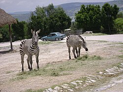 Grant's zebras at Africam Safari, Mexico