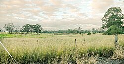 Cumberland Plain bushland in Western Sydney, Australia