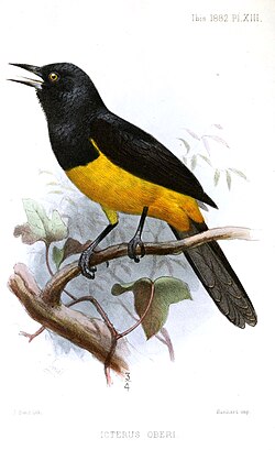 The IBA is an important site for Montserrat orioles
