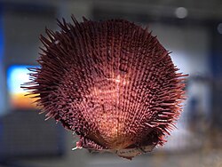 Cat's tongue oyster, Spondylus linguaefelis Sowerby, 1847, from Hawaii