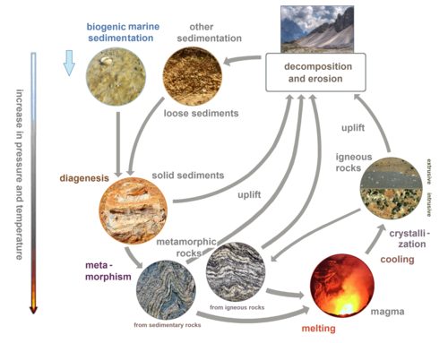 The rock cycle shows the relationship between igneous, sedimentary, and metamorphic rocks.