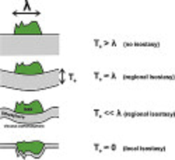 Cartoon showing the isostatic vertical motions of the lithosphere (grey) in response to a vertical load (in green)