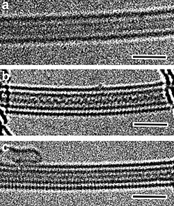 Two parallel sulfur chains grown inside a single-wall carbon nanotube (CNT, a). Zig-zag (b) and straight (c) S chains inside double-wall CNTs[50]