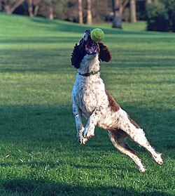 Spot catching a ball