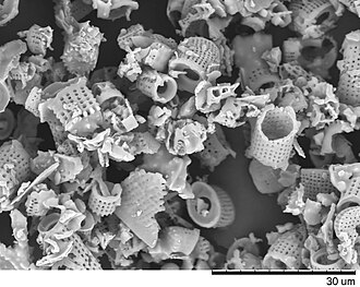 Scanning electron micrograph of diatomaceous earth
