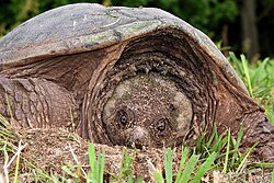 Snapping turtles are one of the many kinds of turtles found in wetlands.