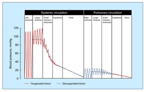 Schematic of pressures in the circulation