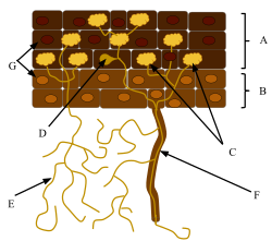 In this mutualism, fungal hyphae (E) increase the surface area of the root and uptake of key nutrients while the plant supplies the fungi with fixed carbon (A=root cortex, B=root epidermis, C=arbuscle, D=vesicle, F=root hair, G=nuclei).