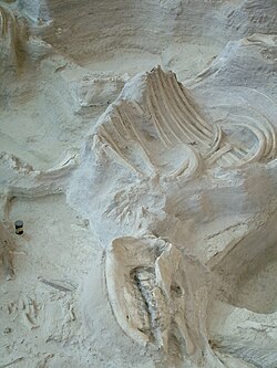 A Dinohippus fossil horse from the late Pliocene found at Ashfall State Historical Park near Royal