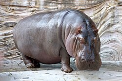 Hippopotamus