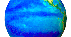 El Niño has the most direct impact on life in the equatorial Pacific. Its effects propagate north and south along the coast of the Americas, affecting marine life around the Pacific. Changes in chlorophyll-a concentrations are visible in this animation, which compares phytoplankton in January and July 1998. Since then, scientists have improved both the collection and presentation of chlorophyll data.[clarification needed]