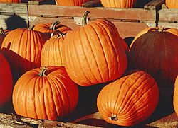 Several large pumpkins