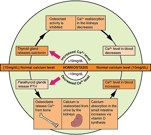 Calcium homeostasis