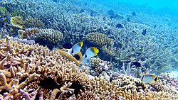 Coral reefs of the Maldives