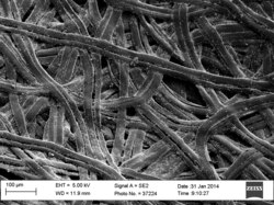 Carbon fibers produced by pyrolyzing a silk cocoon. Electron micrograph, scale bar at bottom left shows 100 μm.