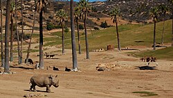 White Rhinoceros at San Diego Safari Park, US