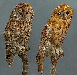 The tawny owl (Strix aluco) gives an example of tawny used as an adjective in a name. Latin scientific names may use the adjective fulvus (or variations), meaning tawny or fulvous. An example is Cinnycerthia fulva, the binomial name of the fulvous wren.