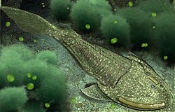 Cephalaspis (a jawless fish)