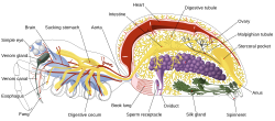Book lungs of a female spider (shown in pink)