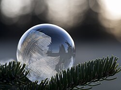 A soap bubble freezing on a fir branch