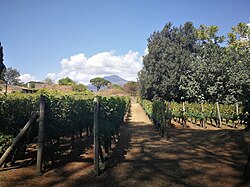 The 'Foro Boario' vineyard at Pompeii, replanted as it was at the time of the eruption