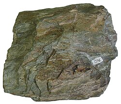 Chlorite schist, a type of greenschist