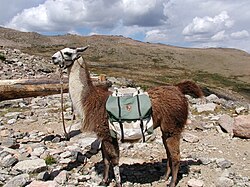 A pack llama in the Rocky Mountain National Park