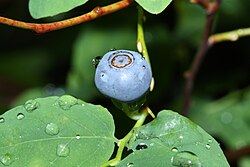 Oval-leaf blueberry on Mount Pilchuck.