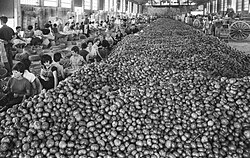 Cooperative of agricultural products of Alginet, 1963