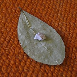 Llipta is used to improve extraction when chewing coca (Museo de la Coca, Cusco, Peru).