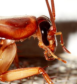 Head of Periplaneta americana