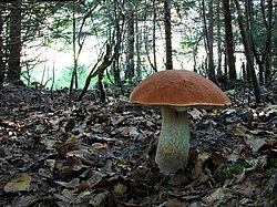 Leccinum aurantiacum, an ectomycorrhizal fungus