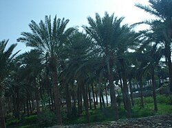 Date palms near the Euphrates River in the Baghdad region (Iraq).