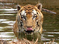 Sumatran tiger
