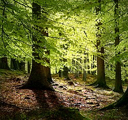 Beech is ectomycorrhizal