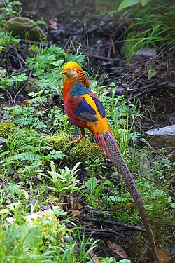 According to Harris Rackham, Pliny the Elder's description of a phoenix in Natural History "tallies fairly closely with the golden pheasant of the Far East".[14][15]