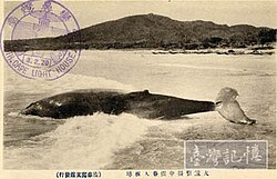 Japanese whaling near Eluanbi in the 1920s