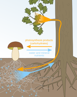 Within mycorrhiza, the plant gives carbohydrates (products of photosynthesis) to the fungus, while the fungus gives the plant water and minerals.