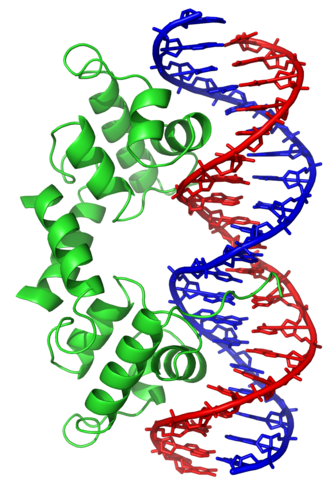 The lambda repressor helix-turn-helix transcription factor bound to its DNA target[117]