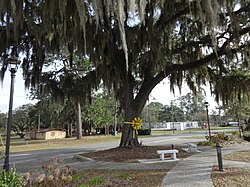 Yellow ribbon tied around a southern live oak in Perry, Florida.