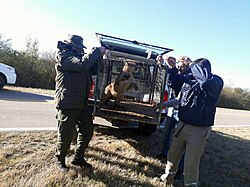 A juvenile cougar about to be released into the wild in La Rioja, Argentina