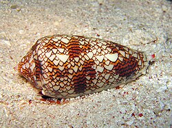 A Conus textile shell, similar in appearance to Rule 30, a cellular automaton with chaotic behaviour[102]