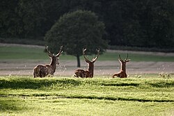Red deer in Richmond Park. The park was created by Charles I in the 17th century as a deer park.[134]