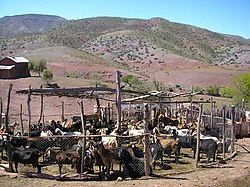 Goat husbandry is common through Norte Chico, however it produces severe erosion and desertification. Image from upper Limarí River