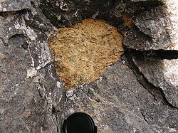 Nephelinite lava (grey) containing a xenolith of peridotite (yellow), Kaiserstuhl, Germany.