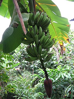 Banana plantations on Basse-Terre