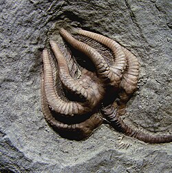 Sessile filter feeders like this Carboniferous crinoid, the mushroom crinoid (Agaricocrinus americanus), were significantly less abundant after the P–Tr extinction.