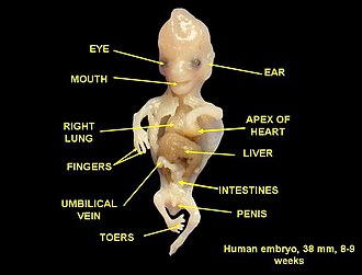 Parts of a human embryo